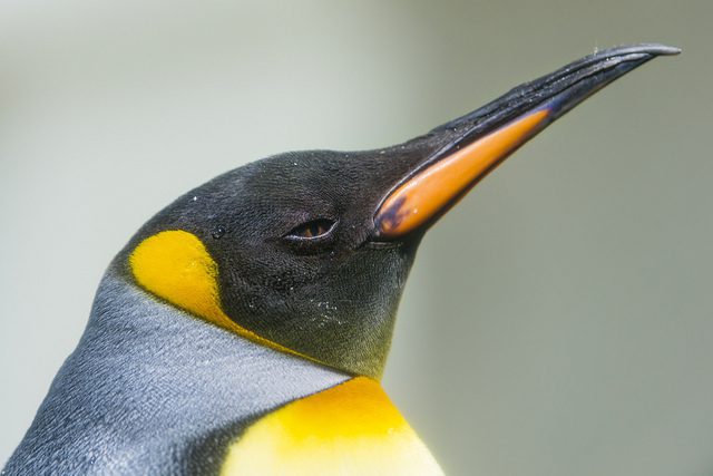 penguin