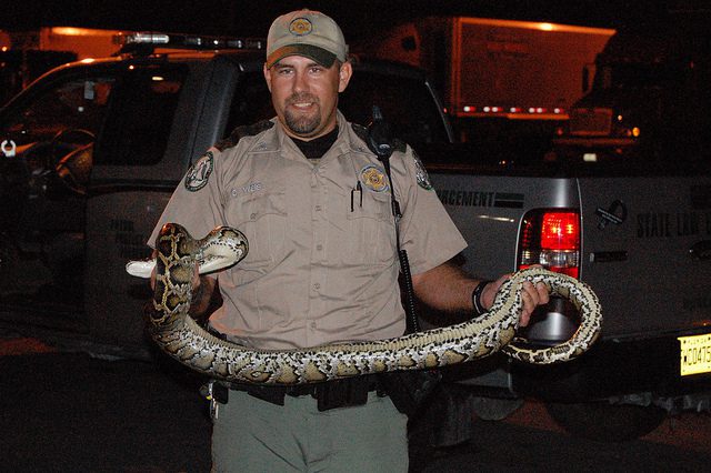 Burmese Pythons to Be Managed and Caught by Florida Volunteers burmese python