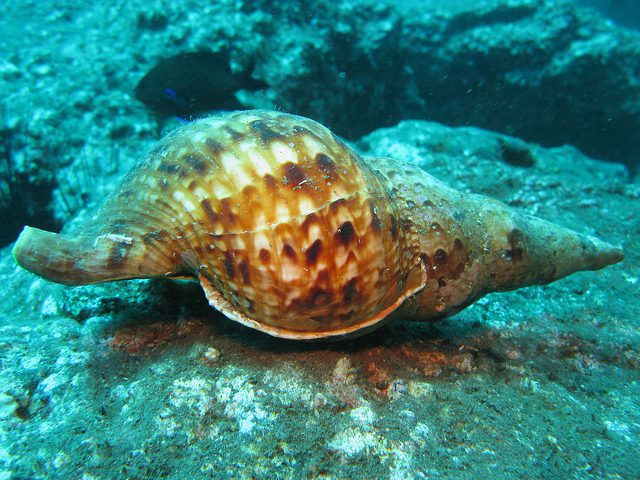 Sea Snail Teeth Are Nature's New Strongest Material - Guardian Liberty ...