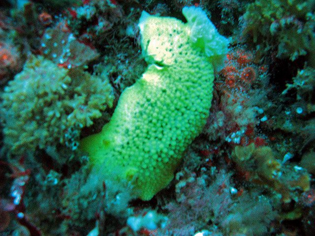 Photosynthesis Used by Type of Sea Slug photosynthesis