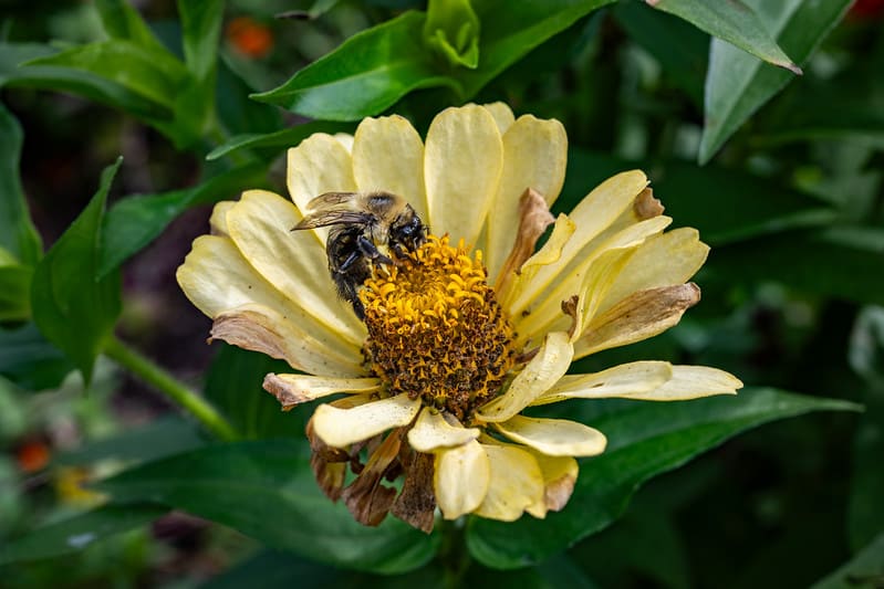 bees