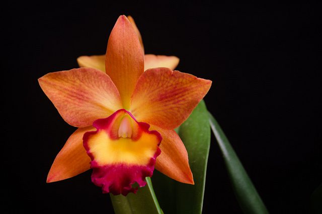 When Mother's Day Brings Murder Mother's Day