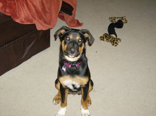 Study Proves Oxytocin as the Link Between Humans and Canines oxytocin