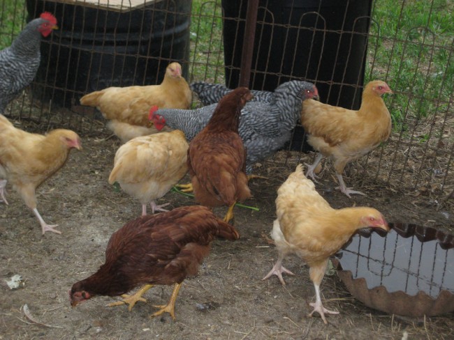 Bird Flu Strikes Egg Laying Facility in Iowa bird flu