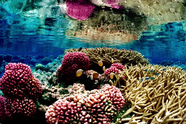 Coral Reefs of Florida to Disappear by 2030 Due to Climate Change coral reef