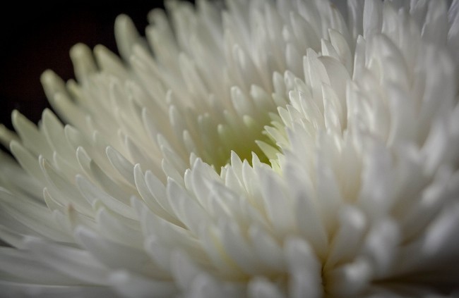 Mother's Day Celebrations Mother's Day