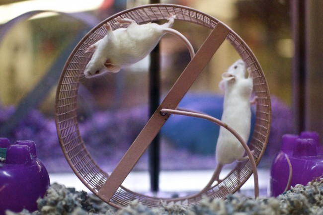 Light Pulses Cure Mice for Amnesia Amnesia