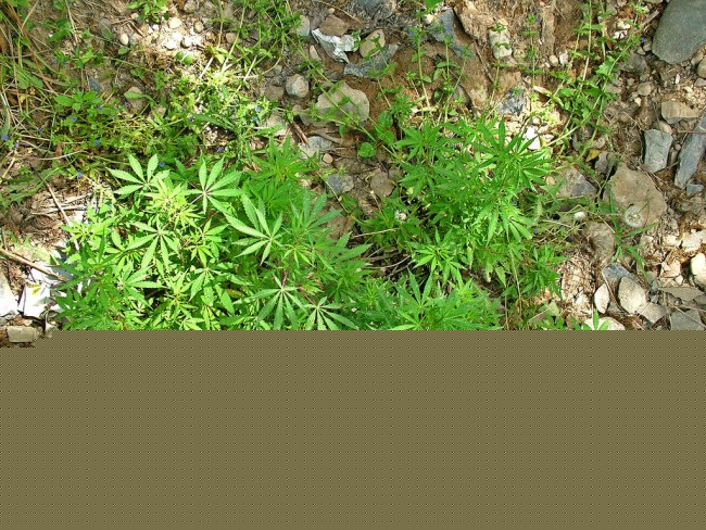 Marijuana Is Legal in Washington DC, Does the President Smoke? marijuana