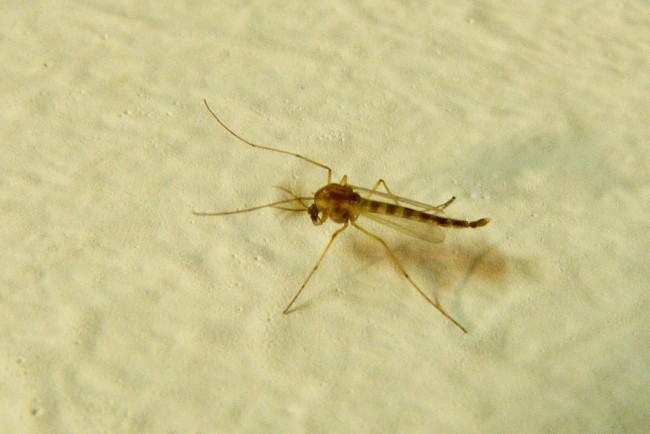 West Nile Virus Strikes Relentlessly This Mosquito Season west nile virus