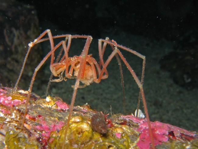 sea spider