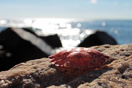 California Beaches Taken Over by Tiny Red Crabs California