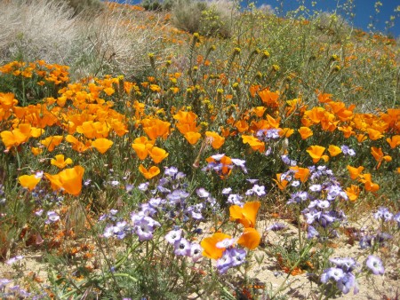 Wildflowers of California Suffering From Dehydration California