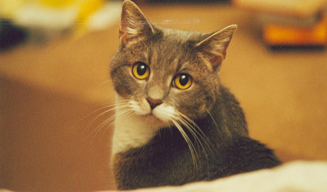 Toxoplasma Gondii Should Not Keep People Away From Cats Toxoplasma Gondii