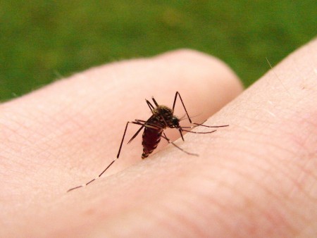 DDT Pesticide Banned for Over 40 Years but Women Reaping Consequences DDT