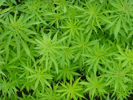 Marijuana Church of Cannabis Members Shall Smoke to Get Closer to God Marijuana