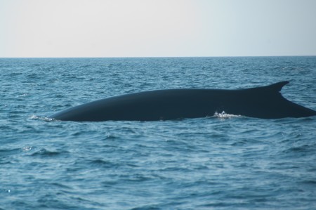 fin whales