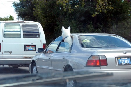 Dog Almost Dies as Pet Owner Traps Pet Inside Car in Hot Weather - VIDEO Dog