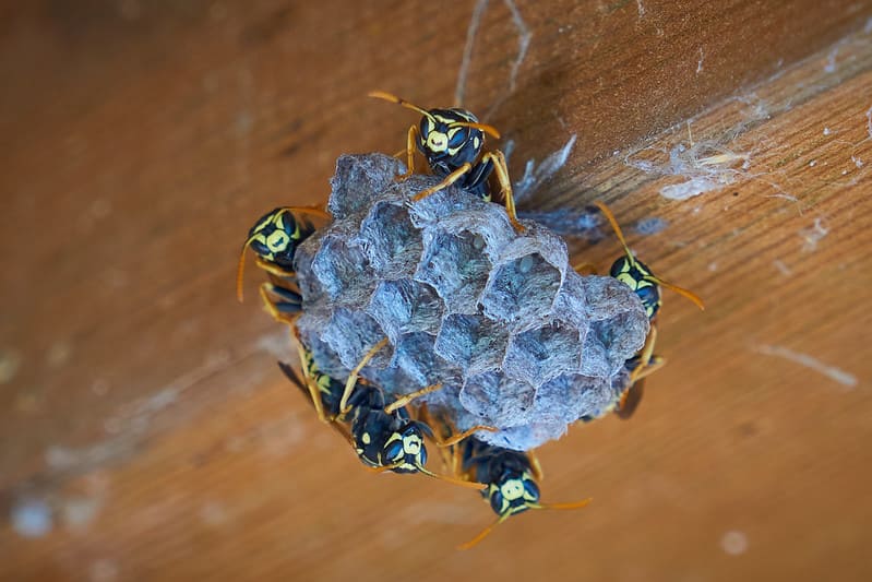 bees