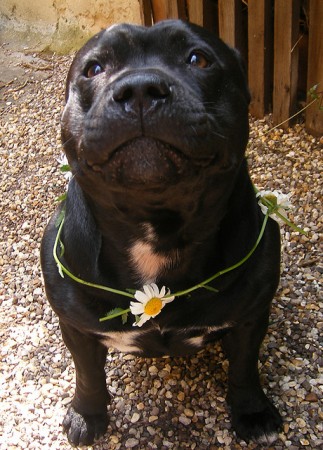 jack russell terrier