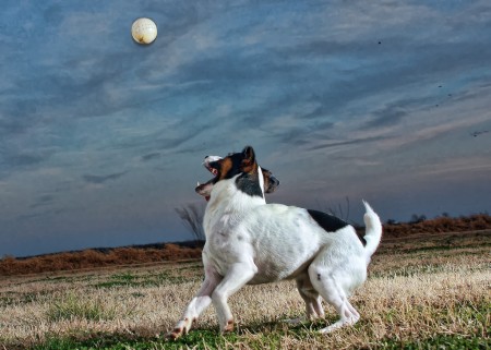 jack russell terrier