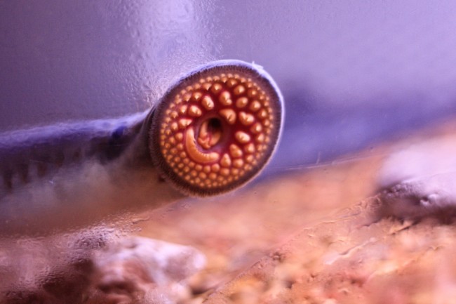 Lampreys Seemingly Falling From Sky in Fairbanks, Alaska lamprey