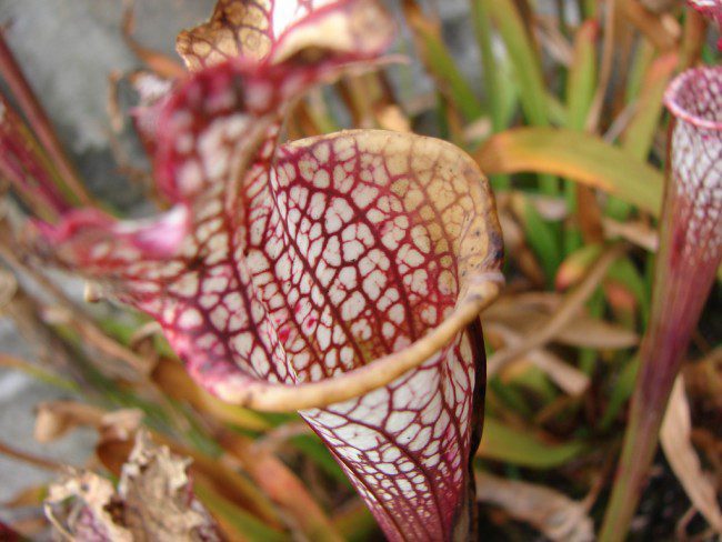 Pitcher Plant