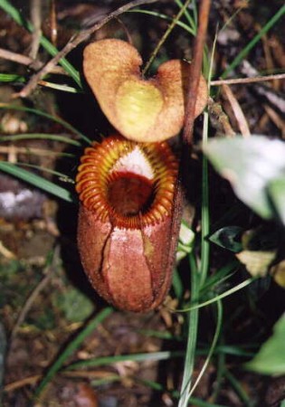 Pitcher Plant
