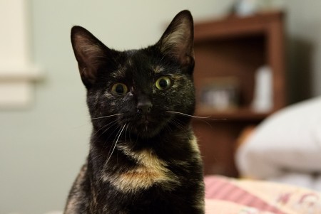 'The Secret Life of Pets' Animated Movies No Longer Just for Kids The Secret Life of Pets