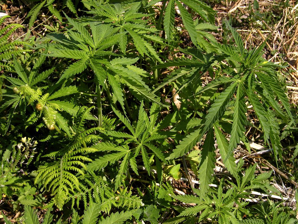 Похожие на коноплю растения негативные эффекты марихуаны