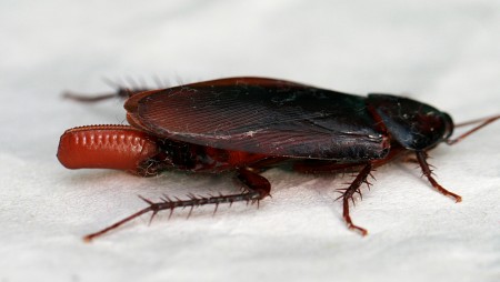 Cockroaches