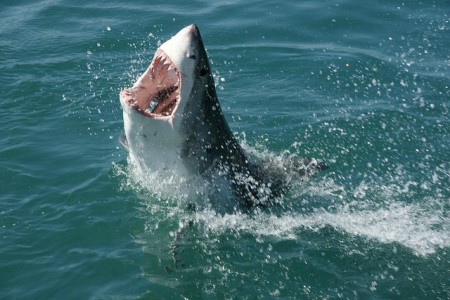 Shark Attacks Terrorizing the Carolinas Shark