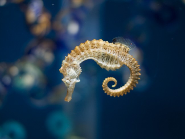Seahorse