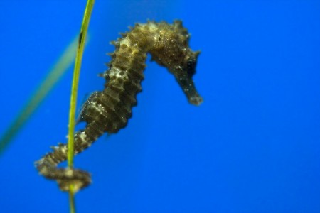 Seahorse