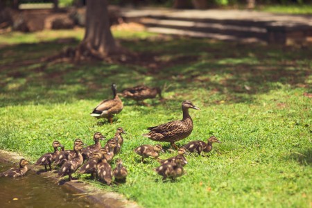 'Duck Dynasty' Star Tied Knot Duck Dynasty