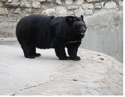 asian black bear