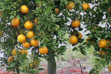 El Nino Brings the Anticipation of Solace El Nino