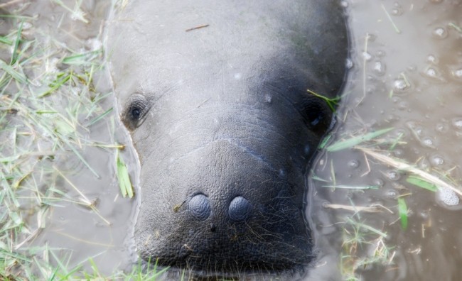 Manatee Spotted in Maryland Waters of Chesapeake Bay manatee