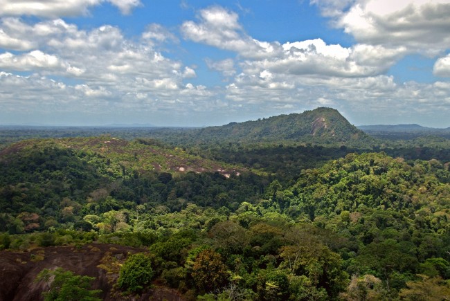 Amazon Rainforest