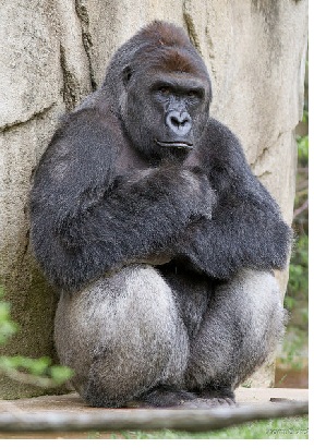 gorilla
