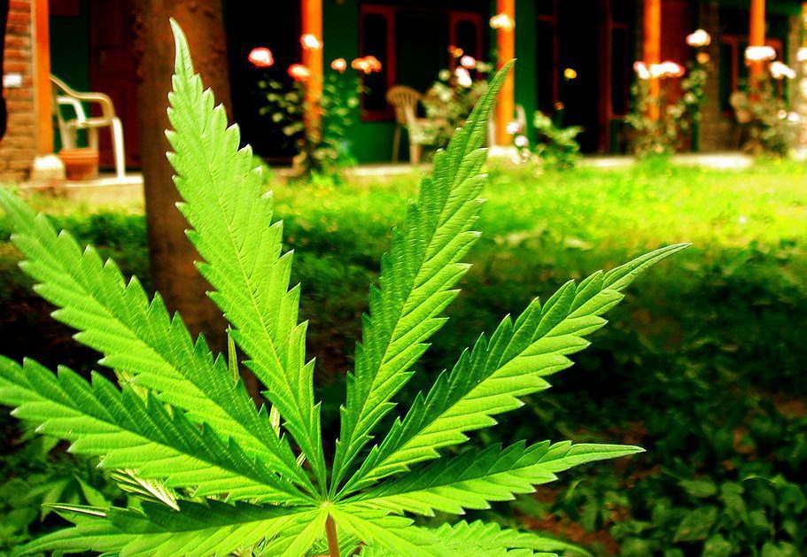 marijuana
