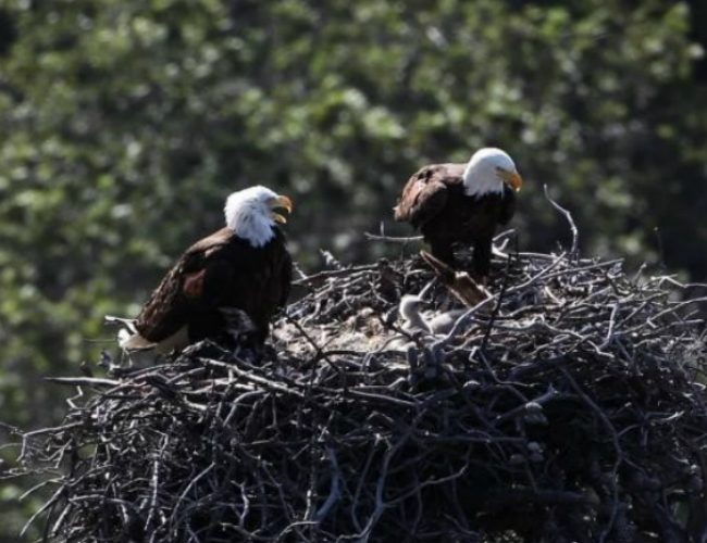 NRA Favors Death of American Bald Eagle NRA