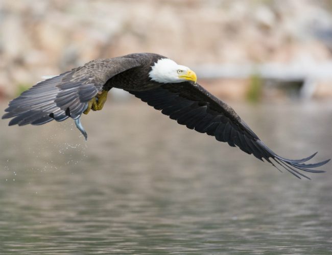 bald eagle