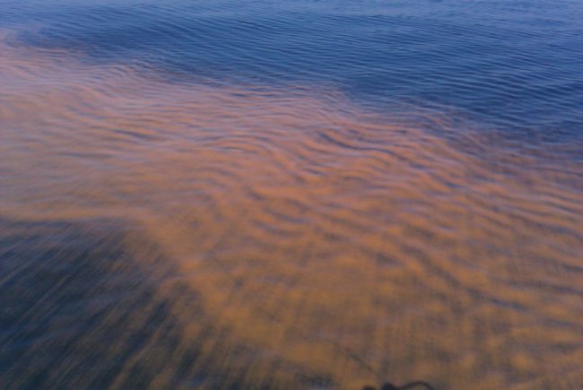 The Wrath of Red Tide in Florida 1 The Wrath of Red Tide in Florida 1