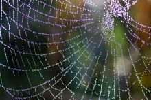 the girl in the spider's web