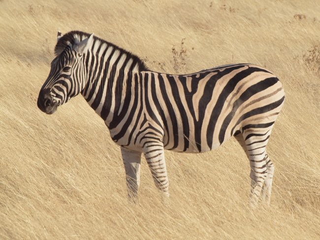 Zebra