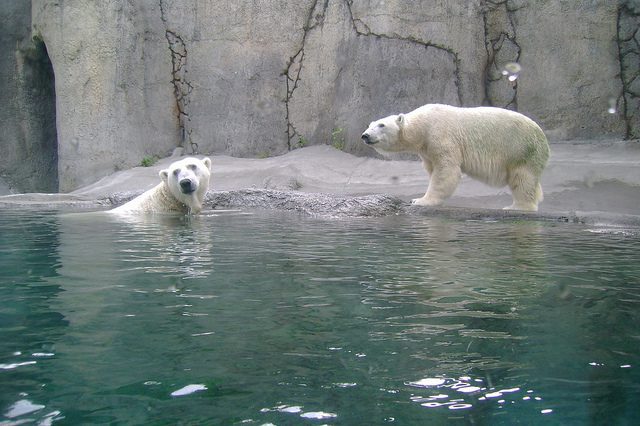 Bam Bam Bam Bam the Kansas City Zoo Polar Bear Has Died at Age 31