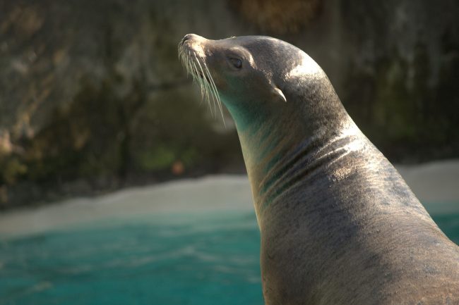 Zoey the 24-Year-Old Sea Lion Euthanized at Pittsburgh Zoo Zoey