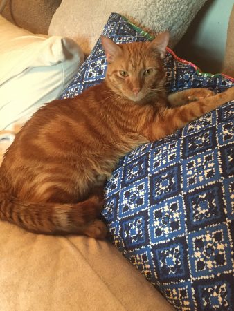 Cats Rule Dogs Drool Cats