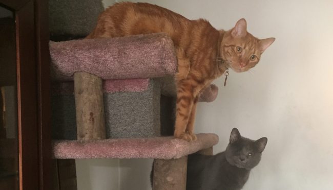 Valentine's Day Safety Tips for Pets Keep Them Safe Valentine's