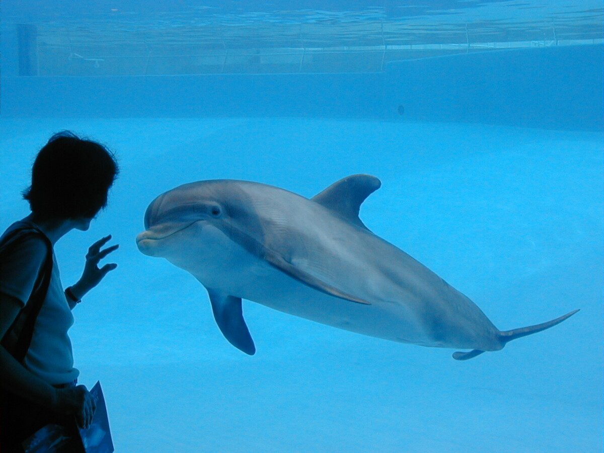Dolphinaris